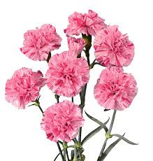 Bora Bora Spray carnation